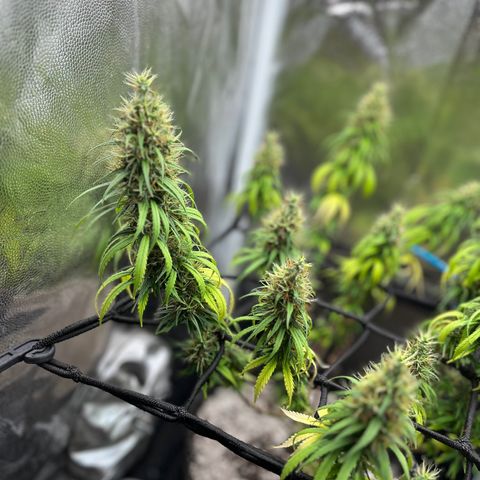 Genética desconhecida growlog timeline photo