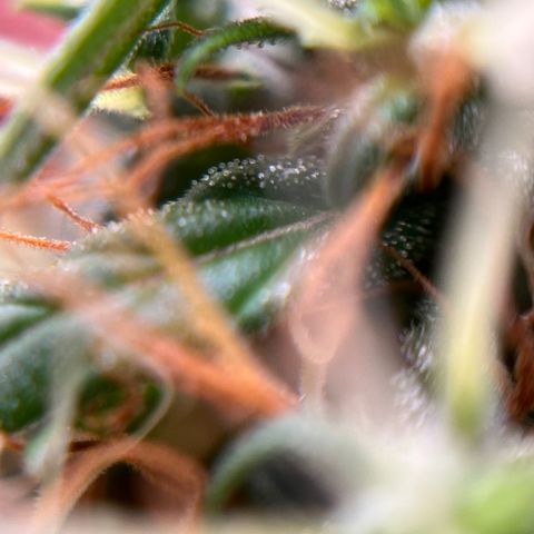 Genética desconhecida growlog timeline photo