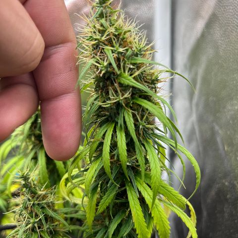 Genética desconhecida growlog timeline photo