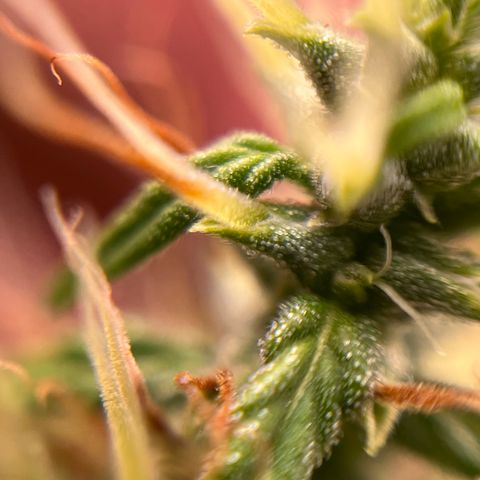 Genética desconhecida growlog timeline photo