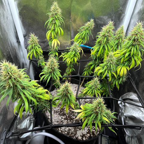 Genética desconhecida growlog timeline photo