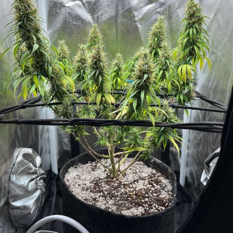 Genética desconhecida growlog timeline photo