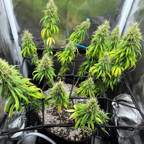 Genética desconhecida growlog timeline photo