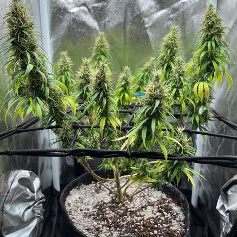 Genética desconhecida growlog timeline photo