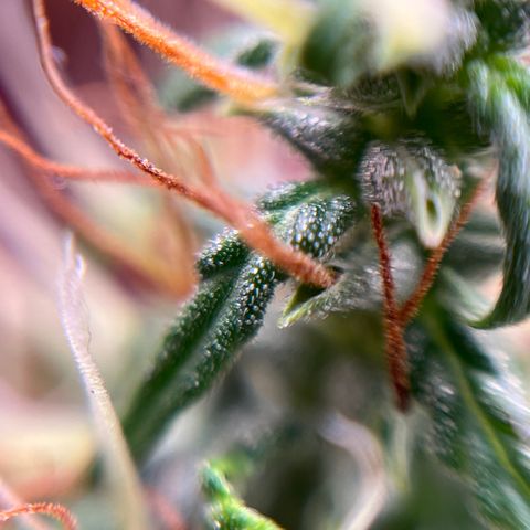 Genética desconhecida growlog timeline photo