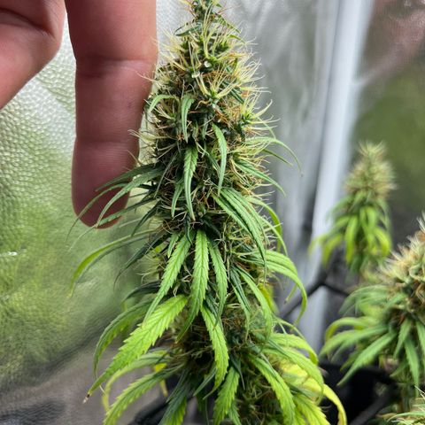 Genética desconhecida growlog timeline photo