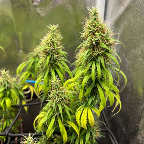 Genética desconhecida growlog timeline photo