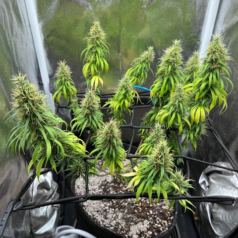 Genética desconhecida growlog timeline photo