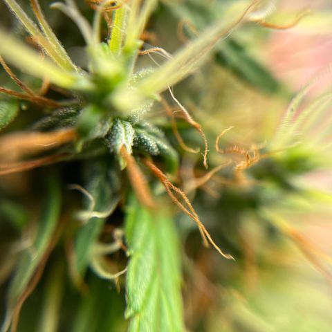 Genética desconhecida growlog timeline photo