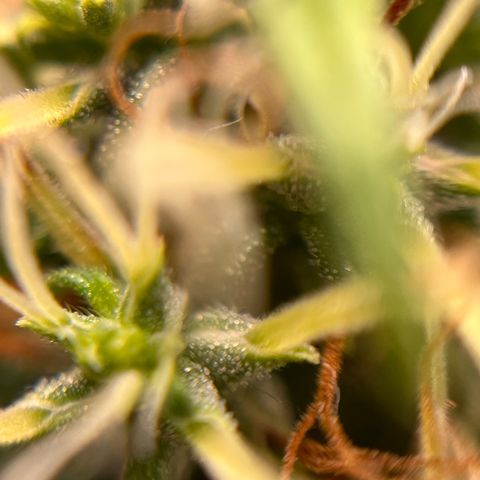 Genética desconhecida growlog timeline photo