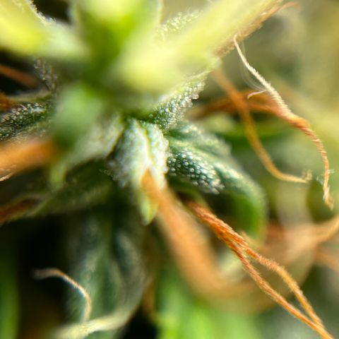 Genética desconhecida growlog timeline photo