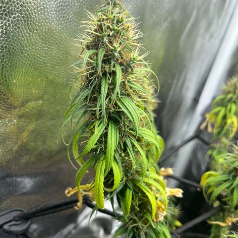 Genética desconhecida growlog timeline photo