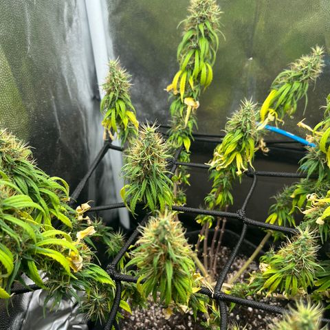 Genética desconhecida growlog timeline photo
