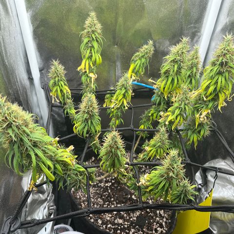 Genética desconhecida growlog timeline photo