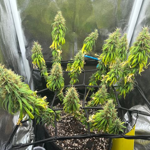 Genética desconhecida growlog timeline photo