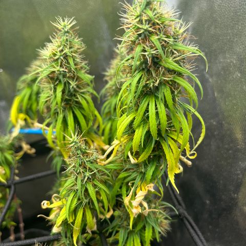Genética desconhecida growlog timeline photo