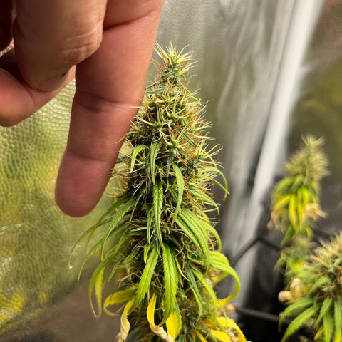 Genética desconhecida growlog timeline photo