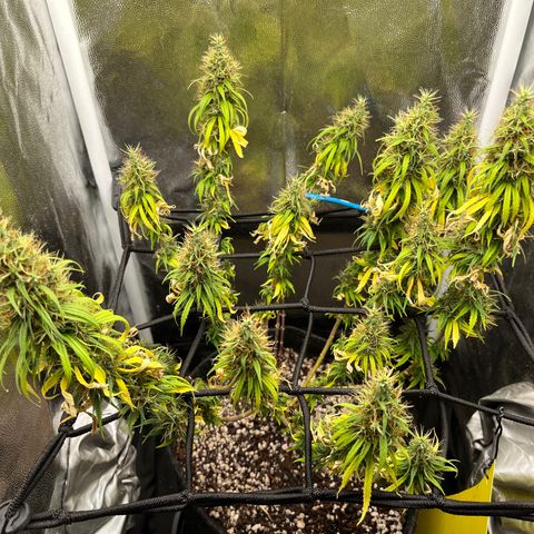 Genética desconhecida growlog timeline photo