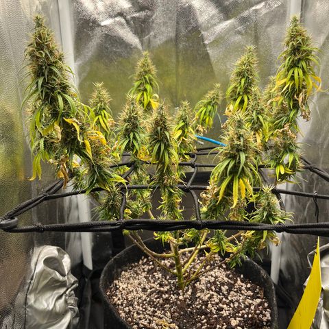 Genética desconhecida growlog timeline photo
