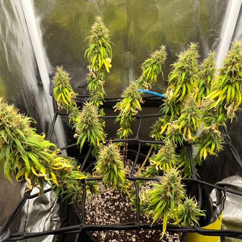 Genética desconhecida growlog timeline photo