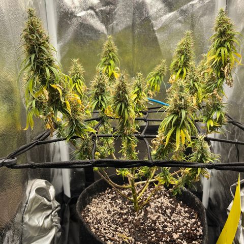 Genética desconhecida growlog timeline photo