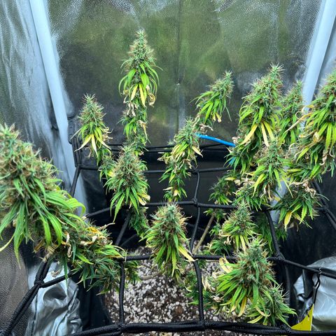 Genética desconhecida growlog timeline photo