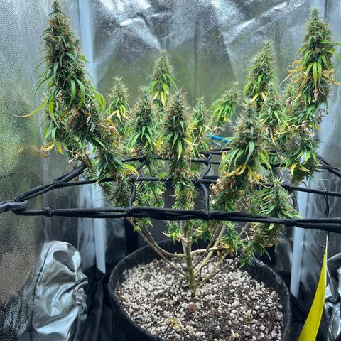 Genética desconhecida growlog timeline photo