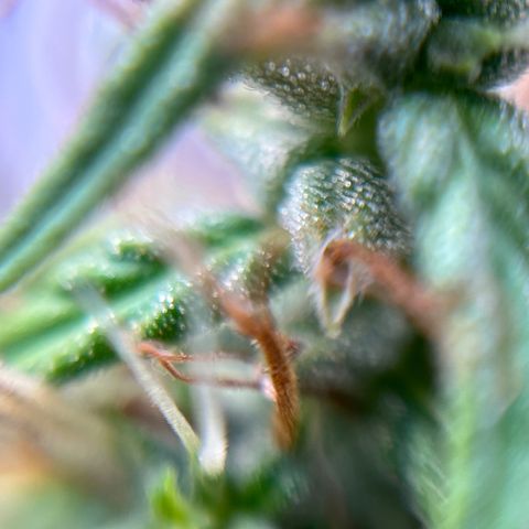 Genética desconhecida growlog timeline photo