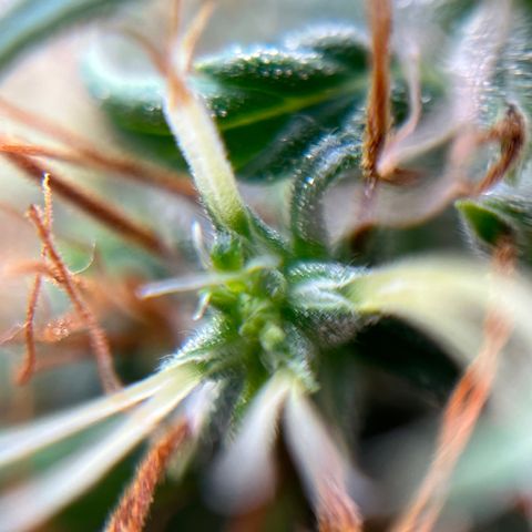 Genética desconhecida growlog timeline photo