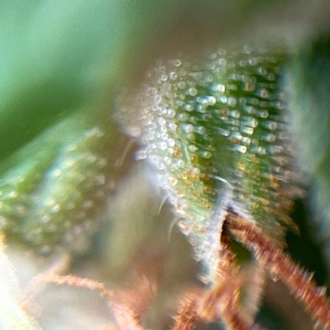 Genética desconhecida growlog timeline photo