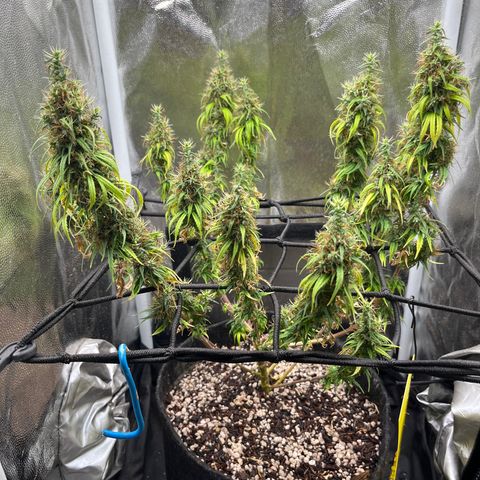 Genética desconhecida growlog timeline photo