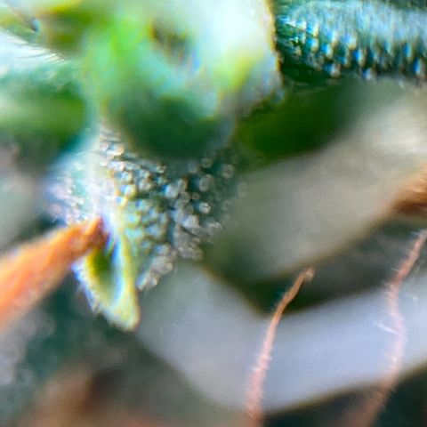 Genética desconhecida growlog timeline photo