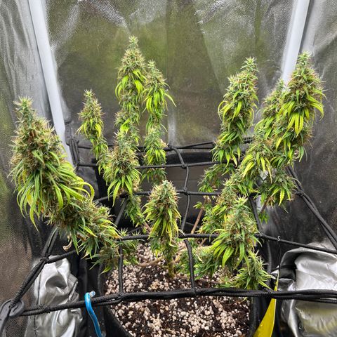 Genética desconhecida growlog timeline photo
