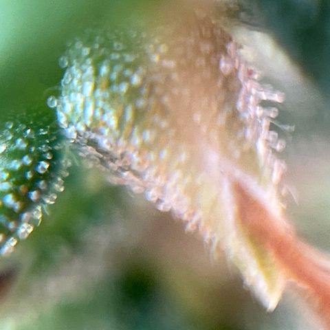 Genética desconhecida growlog timeline photo