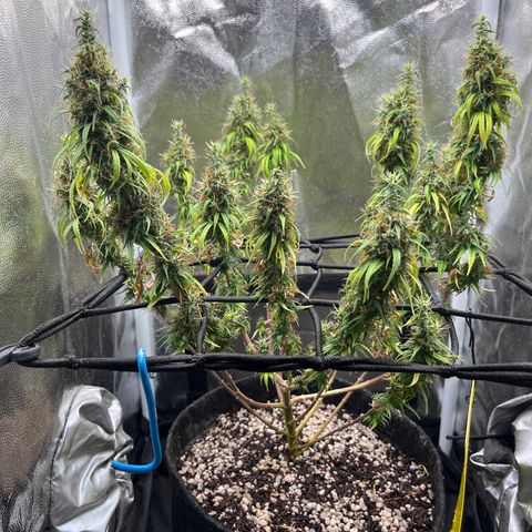 Genética desconhecida growlog timeline photo