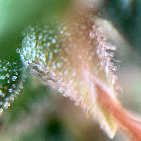 Genética desconhecida growlog timeline photo