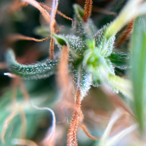 Genética desconhecida growlog timeline photo