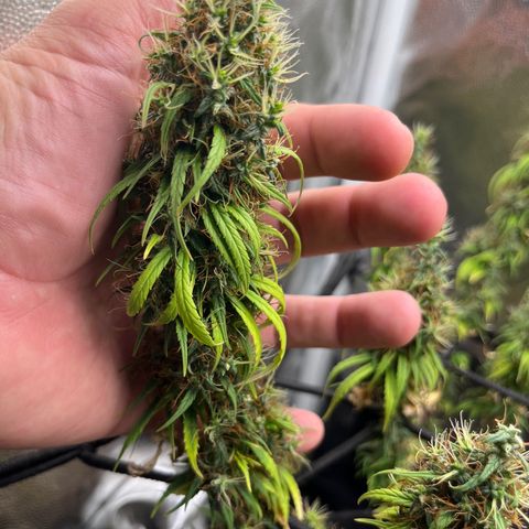 Genética desconhecida growlog timeline photo