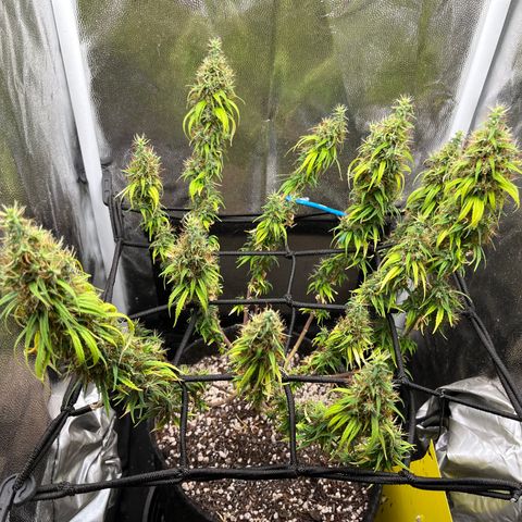 Genética desconhecida growlog timeline photo