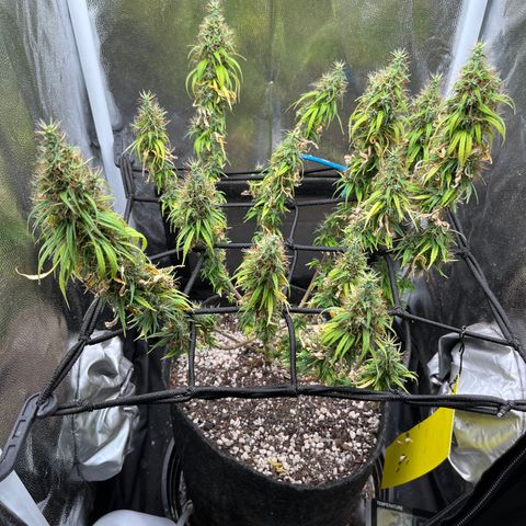 Genética desconhecida growlog timeline photo