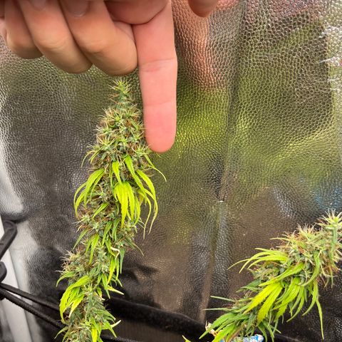 Genética desconhecida growlog timeline photo