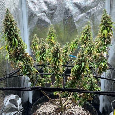 Genética desconhecida growlog timeline photo