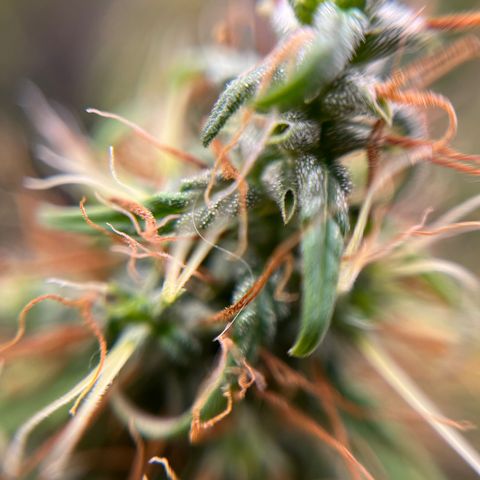 Genética desconhecida growlog timeline photo