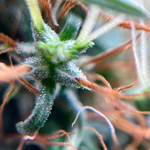 Genética desconhecida growlog timeline photo