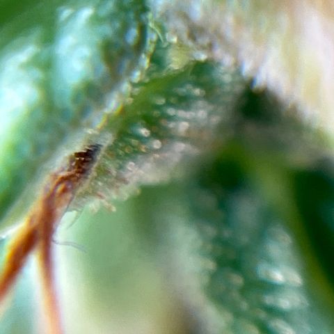 Genética desconhecida growlog timeline photo
