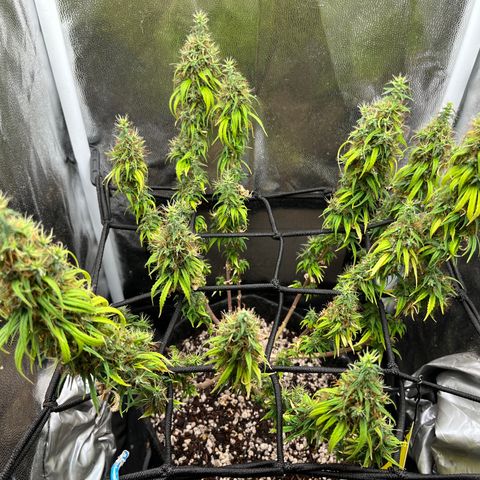 Genética desconhecida growlog timeline photo