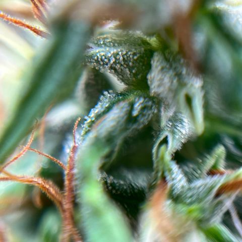 Genética desconhecida growlog timeline photo