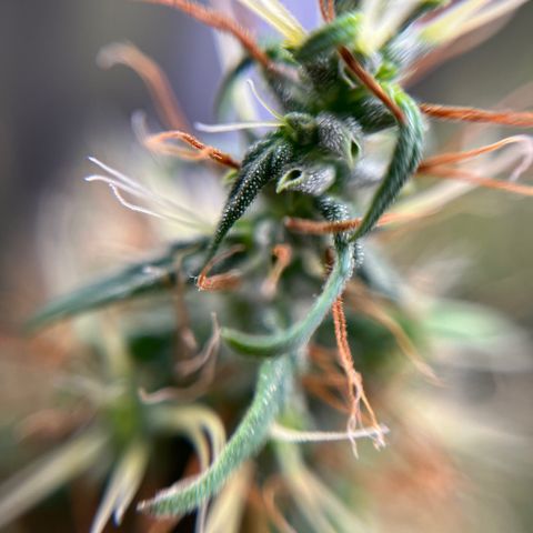 Genética desconhecida growlog timeline photo