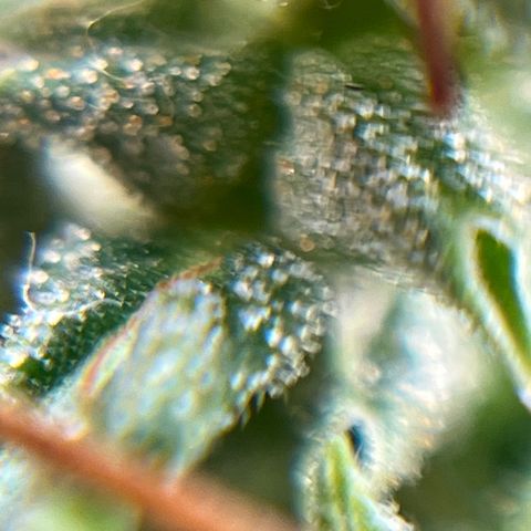 Genética desconhecida growlog timeline photo