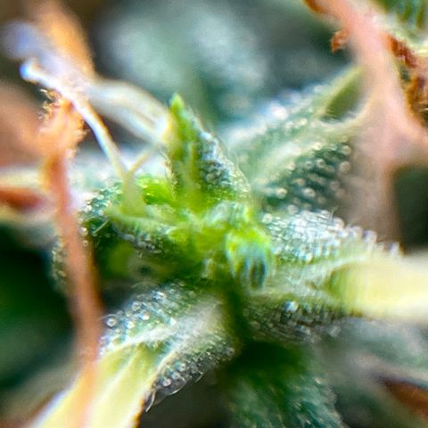 Genética desconhecida growlog timeline photo